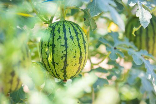 西藏瓜适合怎么吃,解锁高原美味新体验 第3张 西藏瓜适合怎么吃,解锁高原美味新体验 第3张