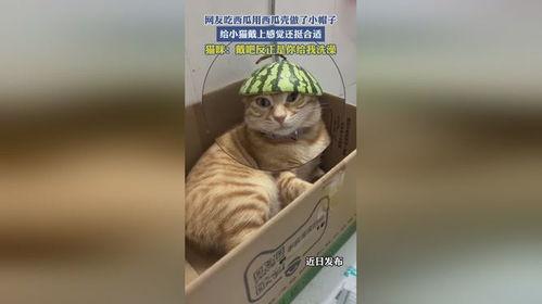 小花猫吃瓜,一场味蕾的冒险之旅 第3张 小花猫吃瓜,一场味蕾的冒险之旅 第3张